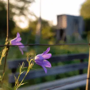 Campanula (Campanula spp.) Flower