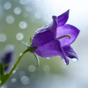 Campanula (Campanula spp.) Flower