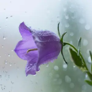 Bellflower