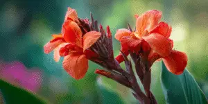 Canna Lily (12)