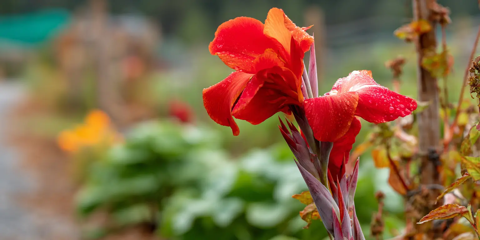 Red canna lily after rain, water droplets on petals.