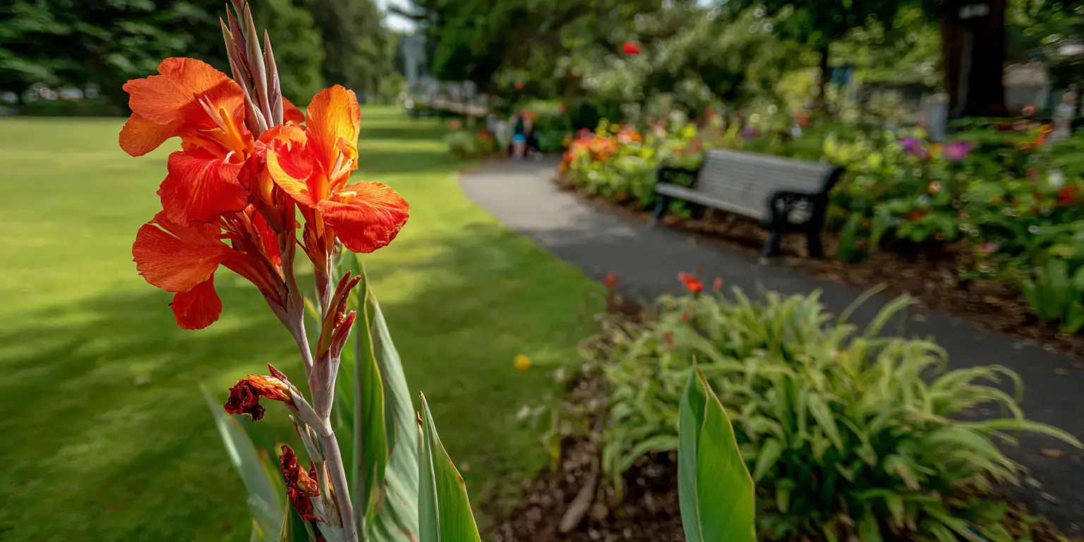 Canna lily beside park path, garden beds and bench.