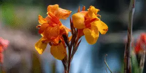 Canna Lily (20)