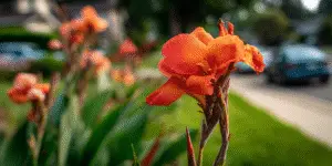 Canna Lily (25)