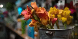 Canna Lily (26)
