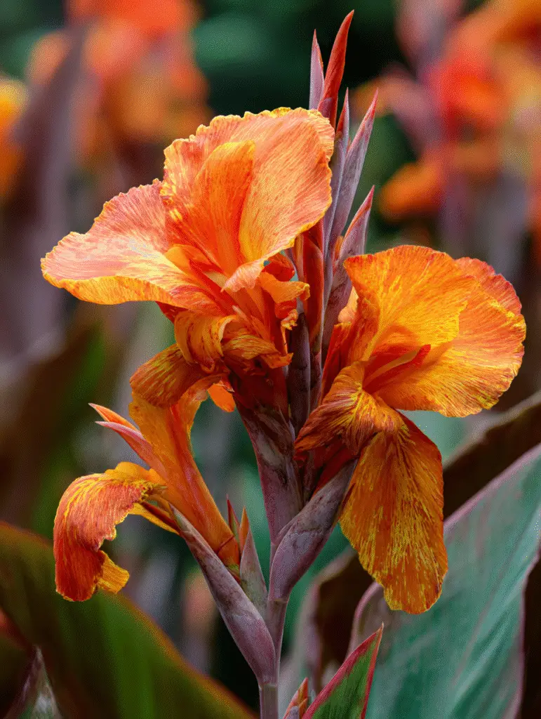 Canna lily orange petals with yellow streaks, close-up bloom.