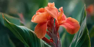Canna Lily (7)