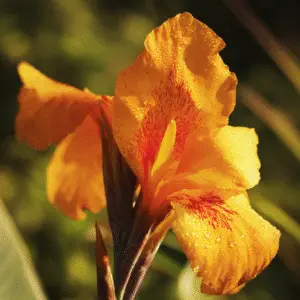 Vibrant orange flower with dew drops