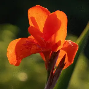 Vibrant orange flower with dew drops