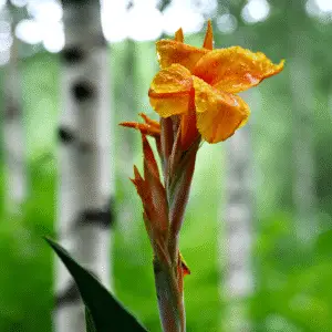 Vibrant orange flower with raindrops