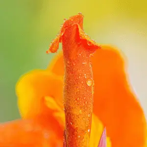 Vibrant orange flower with water droplets