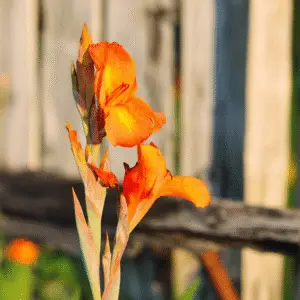 Vibrant orange canna lily flowers