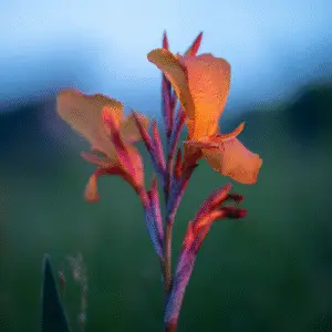Vibrant orange Canna lily in bloom