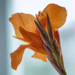 Vibrant orange flower with droplets