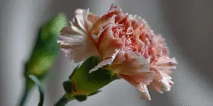 Carnation peach frilled petals, side view, soft light.