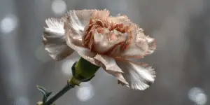 Carnation Flower