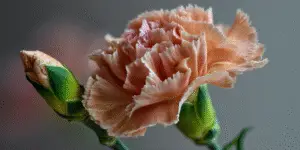 Carnation Flower