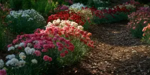 Carnation (16)