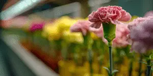 Carnation Flower