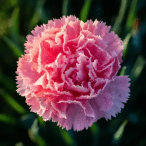 Pink carnation with delicate petals