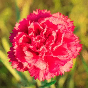 Vibrant pink carnation with dew