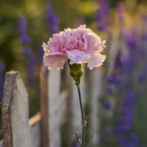 Pink carnation near wooden fence.