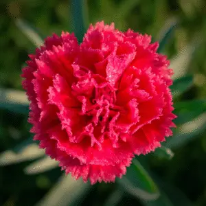 Vibrant red carnation with dew drops