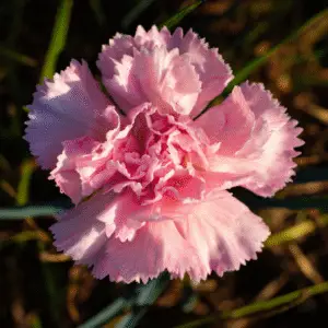 Delicate pink carnation flower blooming