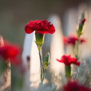 Vibrant red carnation in soft light