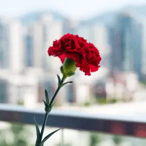 Red carnation against city skyline backdrop