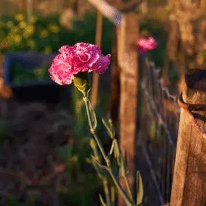 Pink carnation blooming near fence