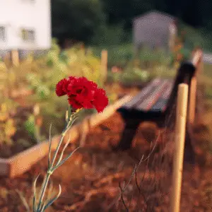 Red carnation in garden setting.