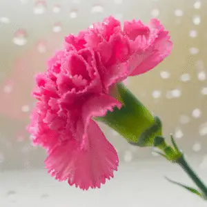 Pink carnation with water droplets