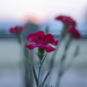Vibrant red carnation in soft focus
