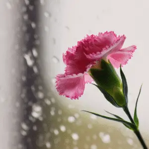 Pink carnation against a rainy background.