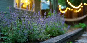 Catmint (14)