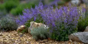 Catmint (17)
