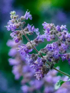 Catmint