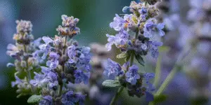 Catmint (9)