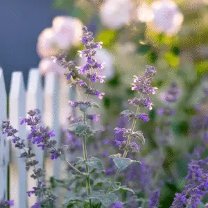 Catmint
