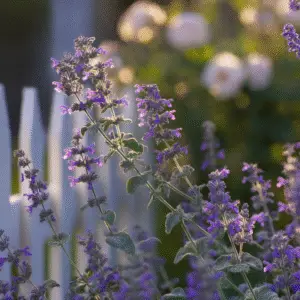 Catmint (Nepeta × faassenii) Flower