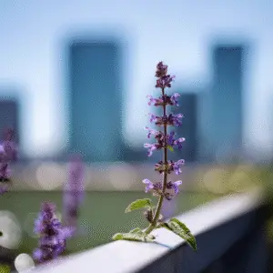 Catmint (Nepeta × faassenii) Flower