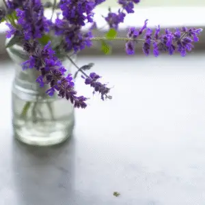 Catmint (Nepeta × faassenii) Flower