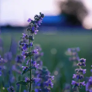 Catmint