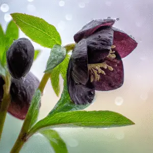 Chocolate Cosmos