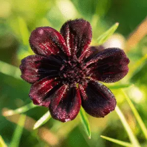 Chocolate Cosmos