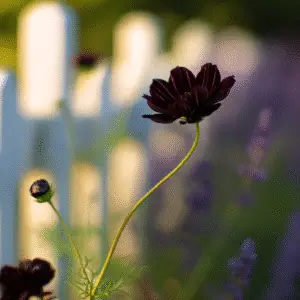 Chocolate Cosmos