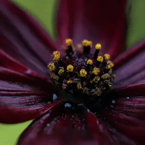 Chocolate Cosmos Flower