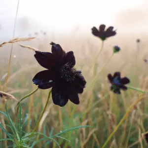 Chocolate Cosmos