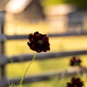 Chocolate Cosmos Flower